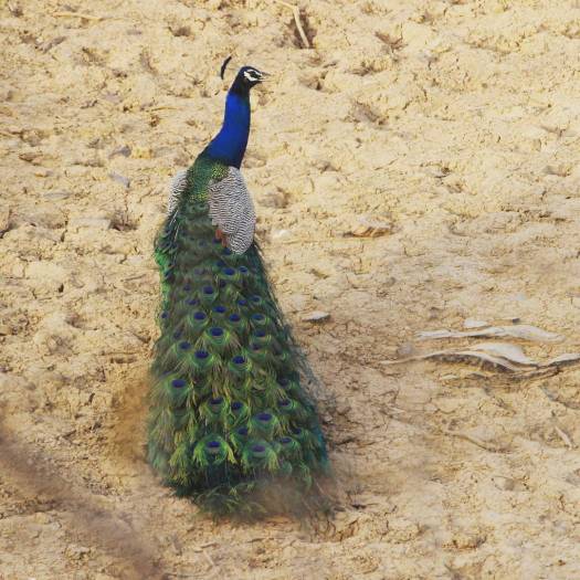 peacock2
